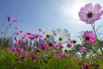 Cosmos field at Jim Thompson Farm Nakhon Ratchasima Thailand including other beautiful flowers and...