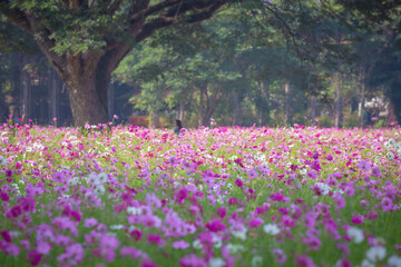 Cosmos field at Jim Thompson Farm Nakhon Ratchasima Thailand including other beautiful flowers and...