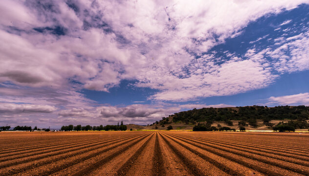 Fallow agricultural fields. Receding lines with fluffy cumulus clouds. 