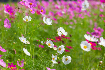 Cosmos field at Jim Thompson Farm Nakhon Ratchasima Thailand including other beautiful flowers and...