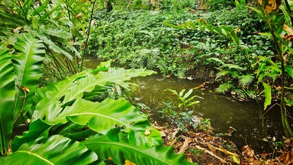 Small stream in tropical garden with fern and tree landscape.