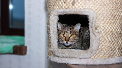 A small cat is playfully looking out from inside a cat house