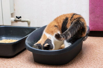 A delightful calico cat is comfortably sitting in a black litter box