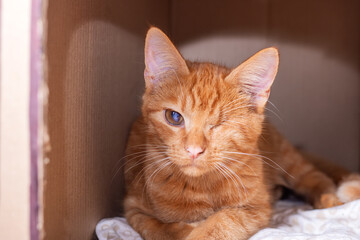 An orange cat is comfortably laying in a box, looking up thoughtfully