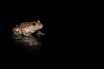 Obraz premium Toad in the Dark A nocturnal capture of a toad illuminated against a pitch-black background, emphasizing its textured skin and striking eyes.