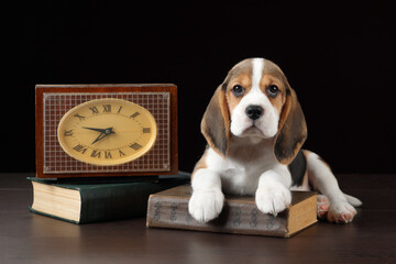 Cute Beagle Puppy With Clock And Books