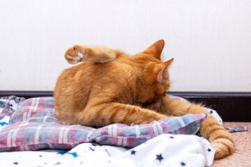 There are two adorable cats playfully interacting with each other on a bed