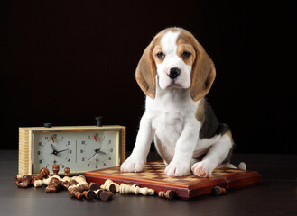 Cute little beagle puppy with chess