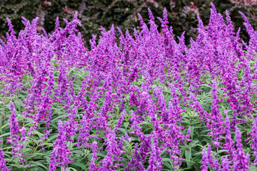 Salvia leucantha flowers in the garden blooming in autumn.