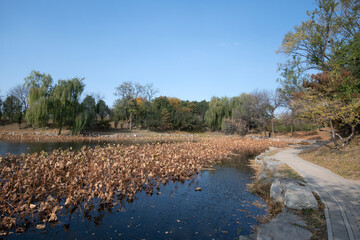 Beautiful autumn view of Yuanmingyuan Park in Beijing, China