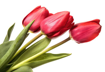 Fototapeta premium Three Red Tulips with Green Leaves isolated with transparent background