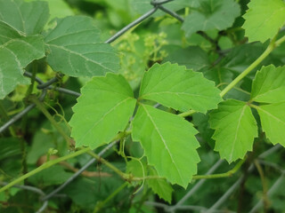 Cayratia Trifolia Vine Plant with Distinctive Green Leaves Sprawling Across the Forest Floor in a...