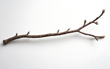 Single brown tree branch with buds isolated on white background.