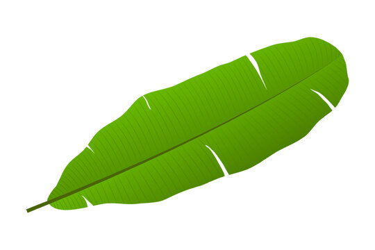 green banana leaf on white background clip art preview