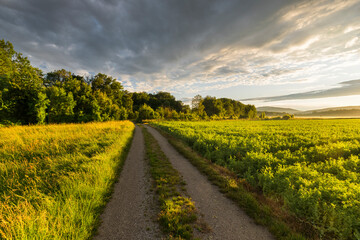 Feldweg nahe Wienersdorf, Traiskirchen, Niederösterreich, Österreich