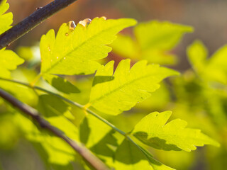 冬の朝 朝日で輝く木の葉01