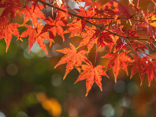 冬の朝 鮮やかな紅葉05