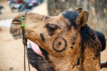 Closeup portrait of a Camel, Pushkar, Rajasthan, India, 28 Jan 2024.