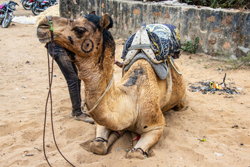 Close up view of camel lay waiting  for tourists riding, Pushkar, Rajasthan, India, 24 Jan 2024