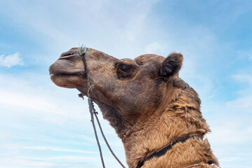Side profile of a camel head in Pushkah, Rajasthan, India, 28 Jan 2024