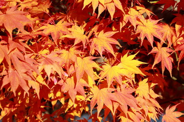 Fototapeta premium 永観堂の紅葉