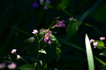 日光に照らされた赤紫色の花