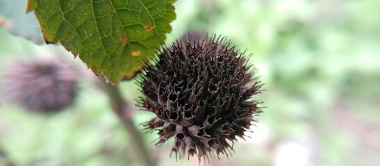 macro photo of flower plants.