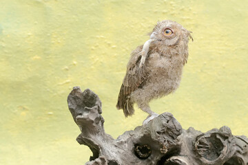 A young Javan scops owl preys on a lizard. This nocturnal bird has the scientific name Otus lempiji.