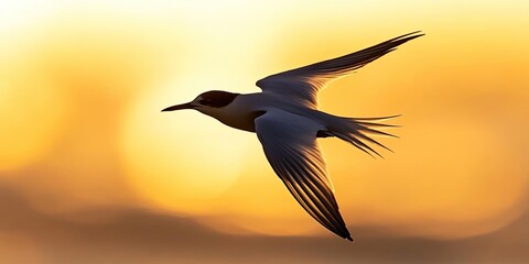 Fototapeta premium Silhouette of a White cheeked Tern soaring gracefully in the sky at sunrise, showcasing the beauty of the White cheeked Tern in the soft morning light.