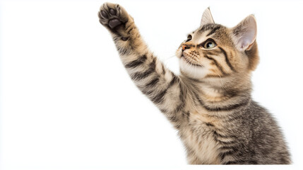 Fototapeta premium Playful Tabby Kitten Reaches Up with Paw: A curious and adorable tabby kitten stretches its paw up, capturing the playful spirit of a young feline.
