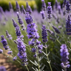 Fototapeta premium Kräuter - Duftender Lavendel strahlt in sommerlichen Farben