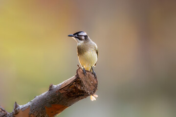 Obraz premium great spotted woodpecker