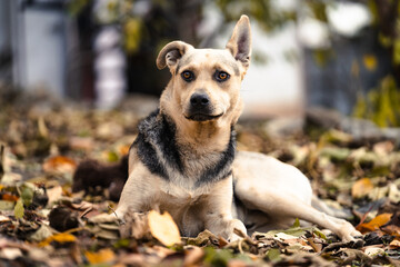 A cute mix breed dog lies on the ground outdoors. Domestic dog looking with a curious expression....