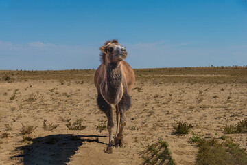 wild horse