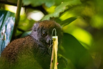 Bamboo Lemur Feeding on Bamboo in Andasibe Forest of Madagascar  © Bossa Art