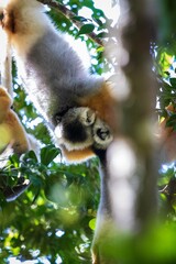 Diademed Sifaka Hanging Gracefully in the Andasibe Forest of Madagascar