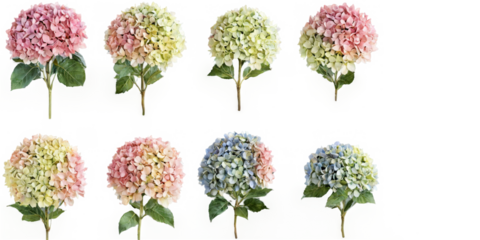 Collection nine different types hydrangea flowers colors sizes a of soft