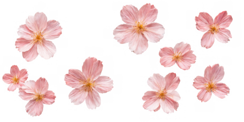 Collection six pink flowers petals scattered transparent background elegant magnolia blooms