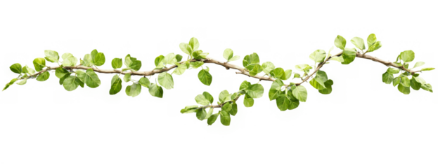 Digital illustration branch plant green leaves made up a long twisted jungle
