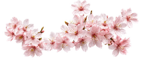 Fototapeta premium Digital illustration bunch pink cherry blossom flowers enchanting petals