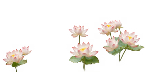 Digital illustration bunch pink lotus flowers are elegant as