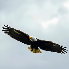 Obraz premium A bald eagle with wings spread in front of a cloudy sky
