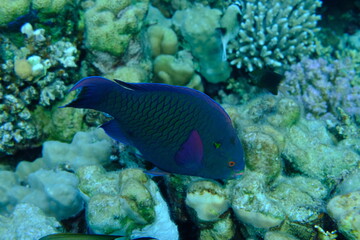 Obraz premium Dusky parrotfish (Scarus niger) undersea, Red Sea, Egypt, Sharm El Sheikh, Montazah Bay