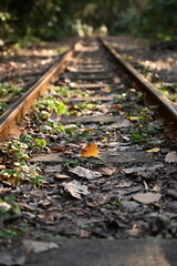 Obraz premium railroad tracks in autumn