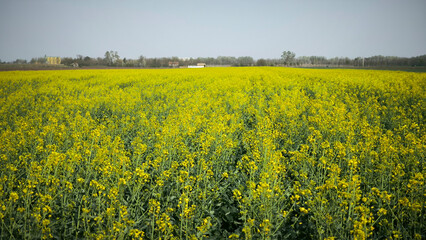 Obraz premium rapeseed field in yellow blossom in Vojvodina