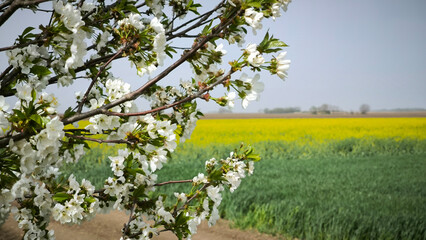 Fototapeta premium blooming cherry trees in agricultural fields in Vojvodina