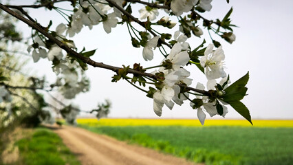 blooming cherry trees in agricultural fields in Vojvodina
