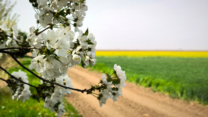 blooming cherry trees in agricultural fields in Vojvodina