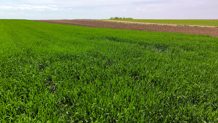 Obraz premium wheat and barley filed in bright spring day in Vojvodina