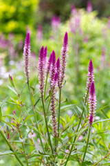 Silver cock's comb flowers blooming in the garden.